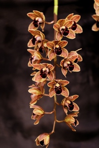 Cymbidium Charles Weckerle Thrun Ohana AM/AOS 82 pts.Inflor